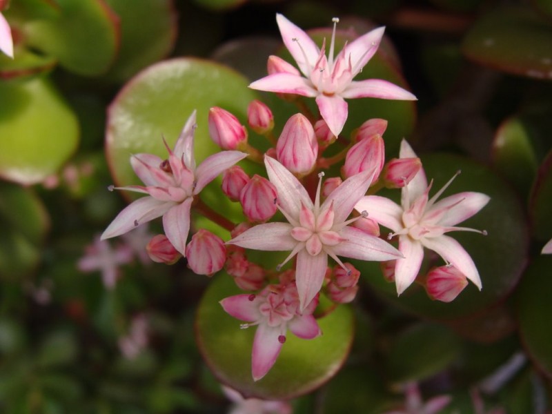 flores en el jardin