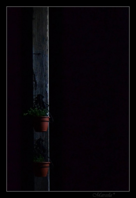 Nocturna con maceta floral