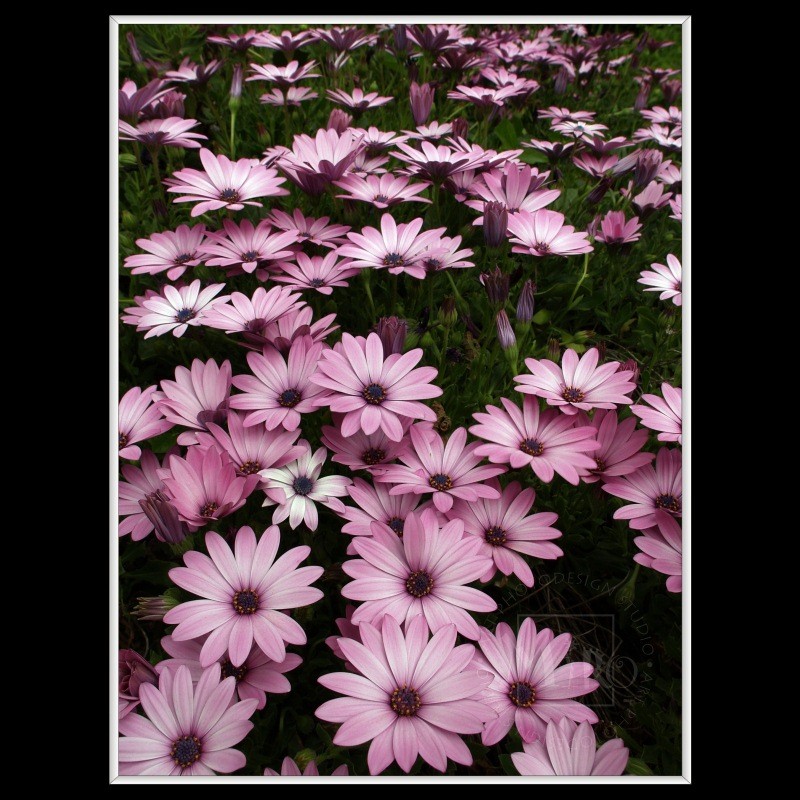 Flowers (Osteospermum barberae)