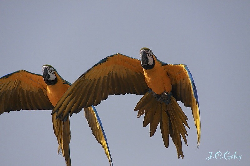 azul y gualda