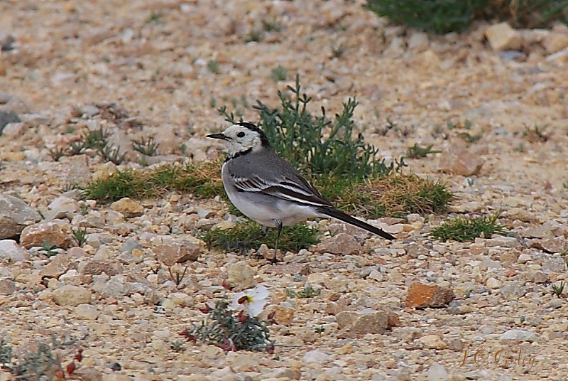 lavandera bollera