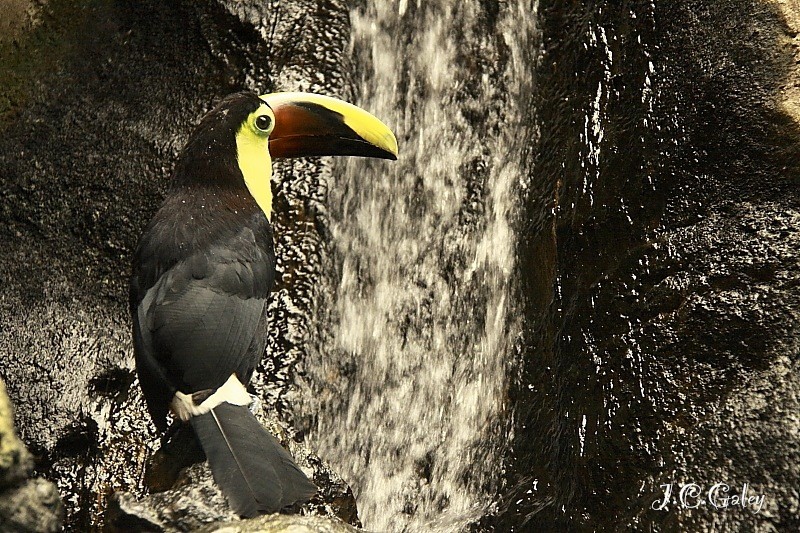 tucan