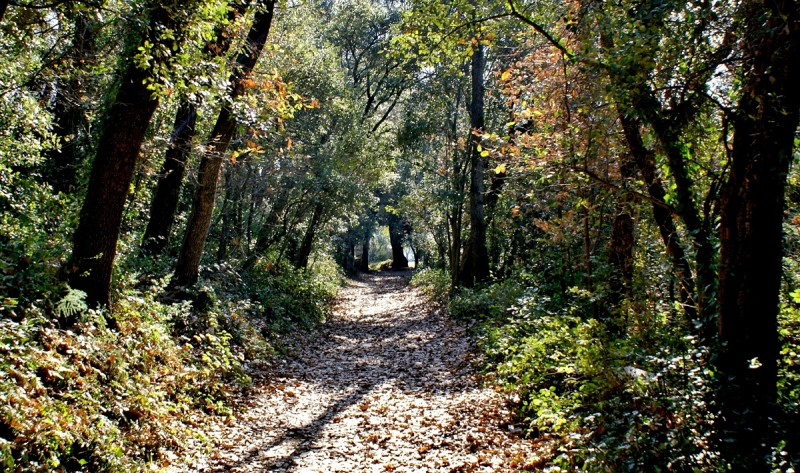 Camino hacia la fuente