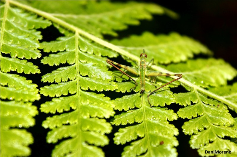 Eumastsido solitario