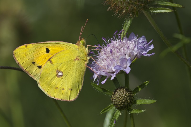 Mariposa