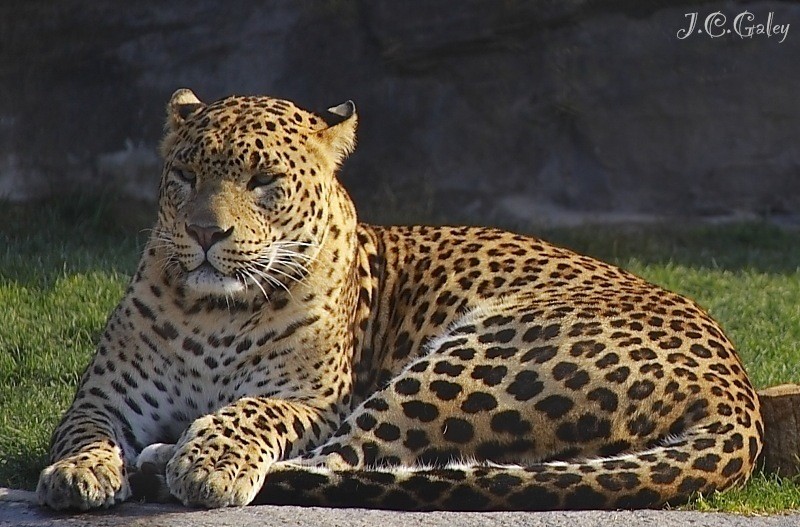 Leopardo