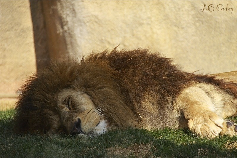 El rey de la siesta