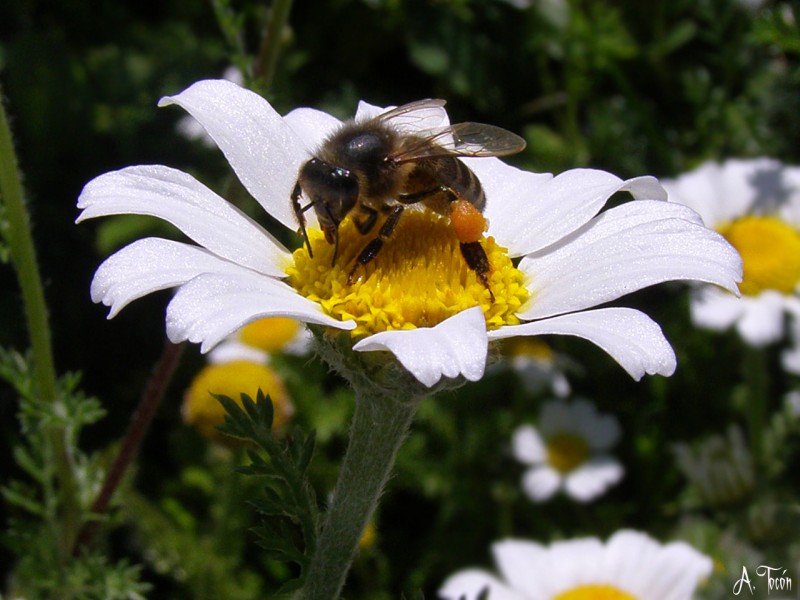 Abeja y margarita