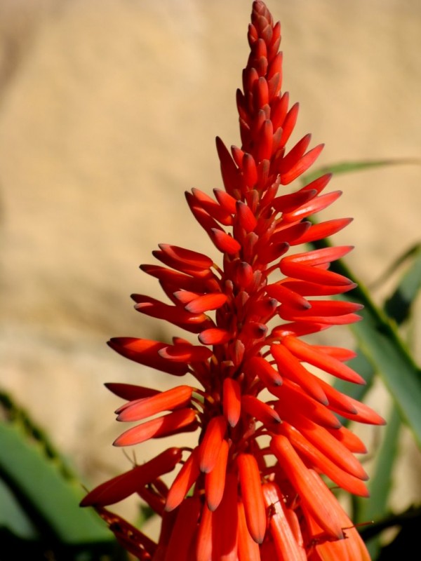 aloe