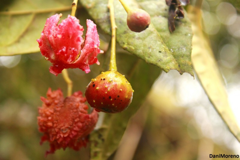 Transicin de Fruto