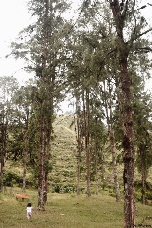 Corriendo en el bosque