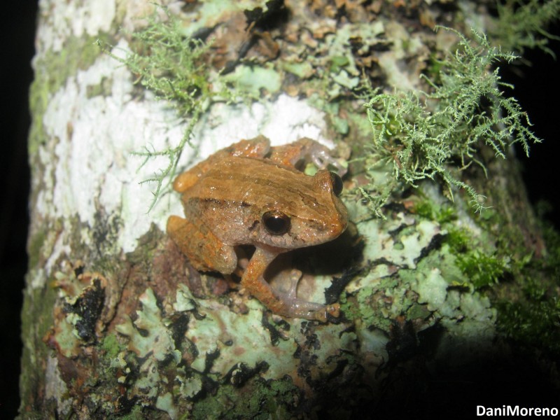 Pristimantis sp.