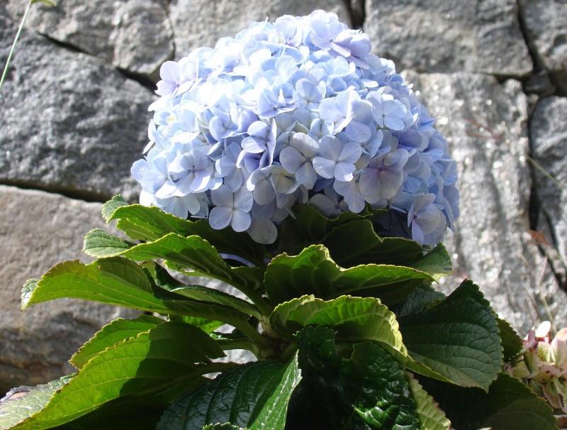 Flores de Merida