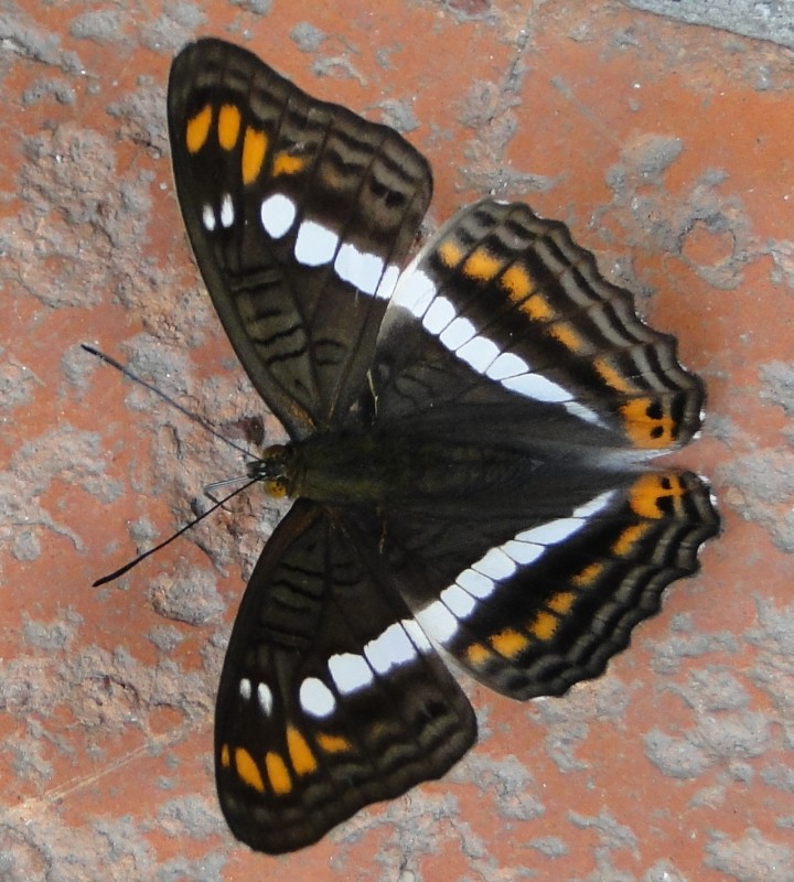 Mariposa