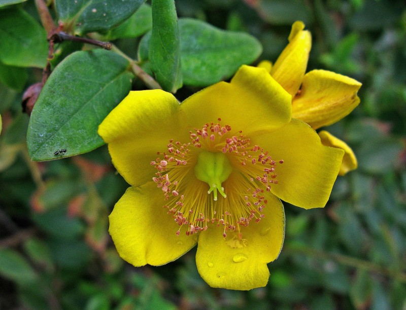 POR LA TIERRA EN FLOR