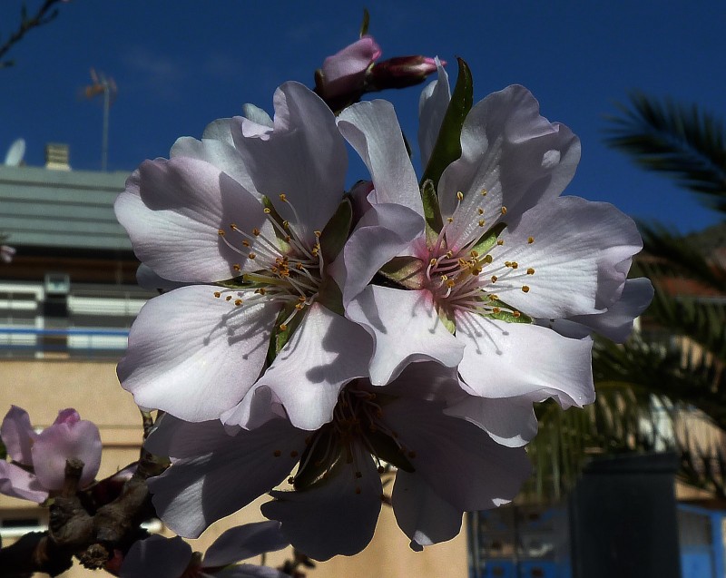 Almendro Febreo 12 08