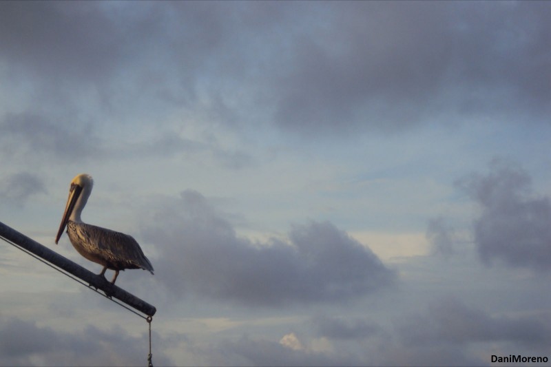 Brown Pelican