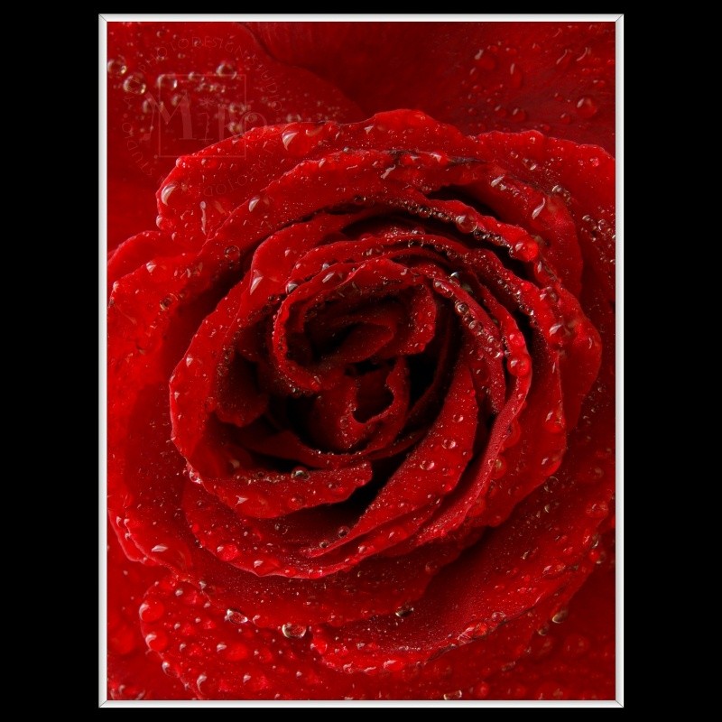 Red Rose