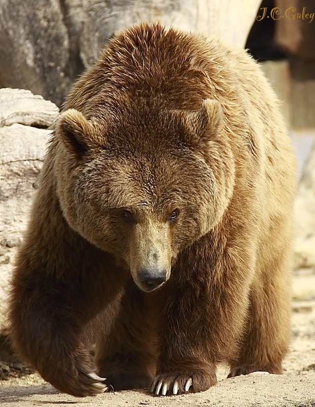 esto es un oso.