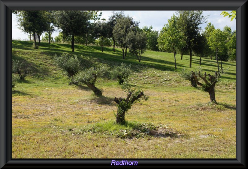 Olivos raquticos