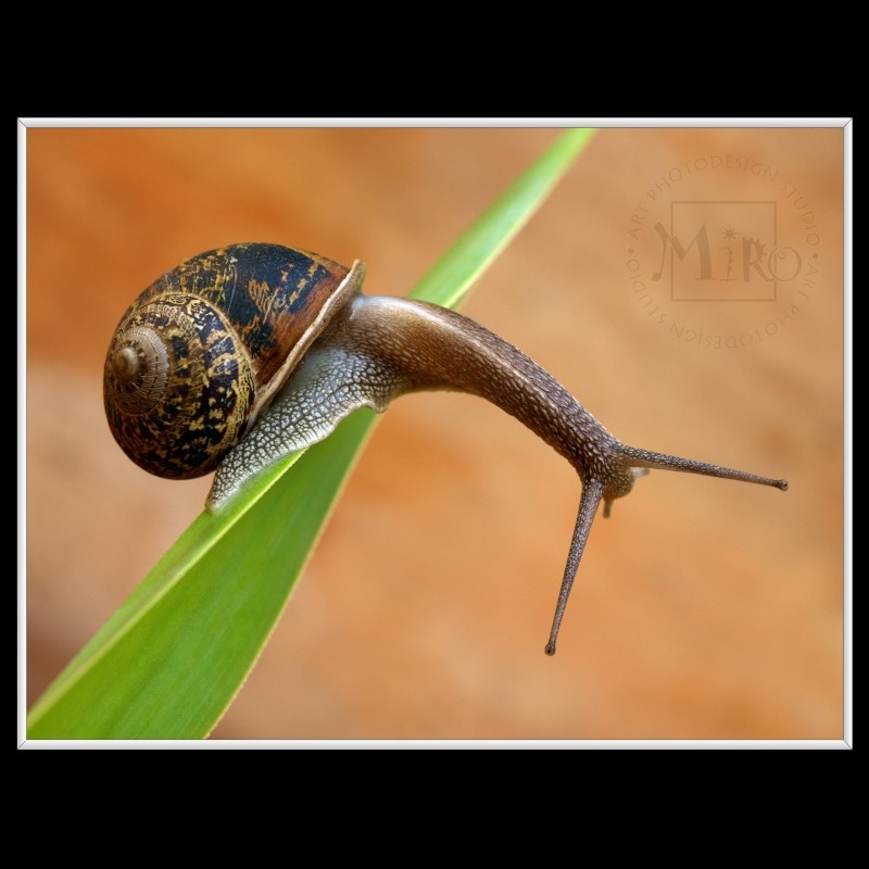 Snail