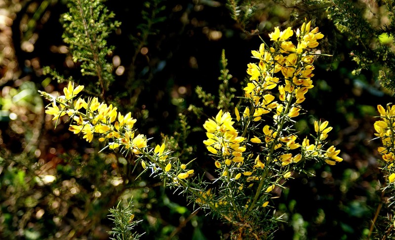 Ulex parviflorus