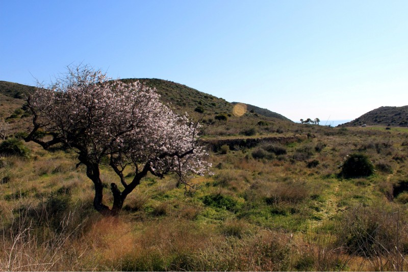 rbol en Calblanque