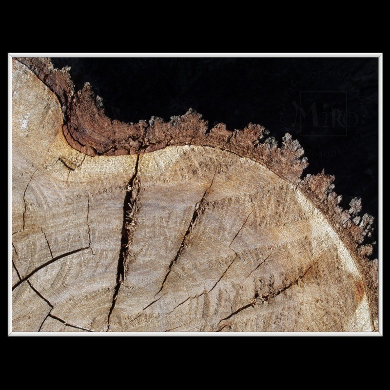 Cross Section Of A Tree