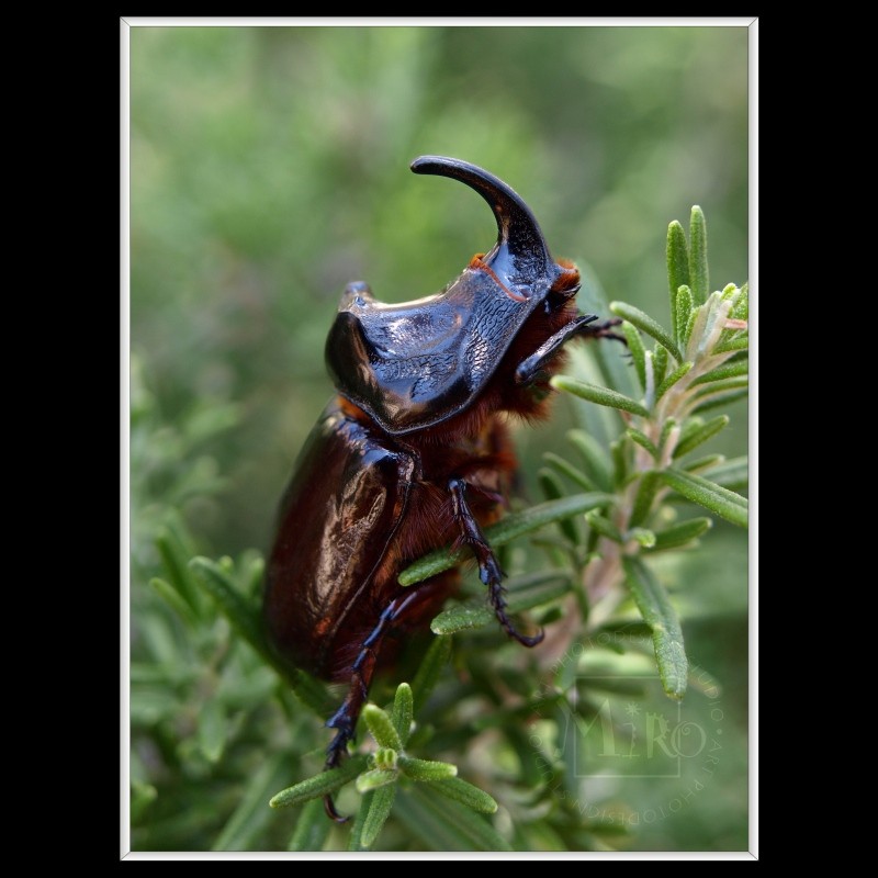 Big Horned Beetle