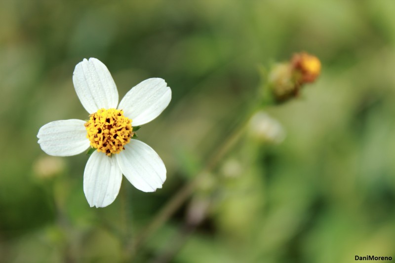 Florecilla del Bosque