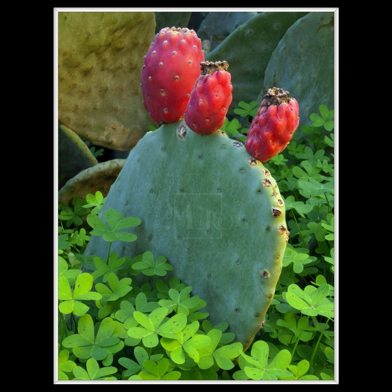 Opuntia Cactus