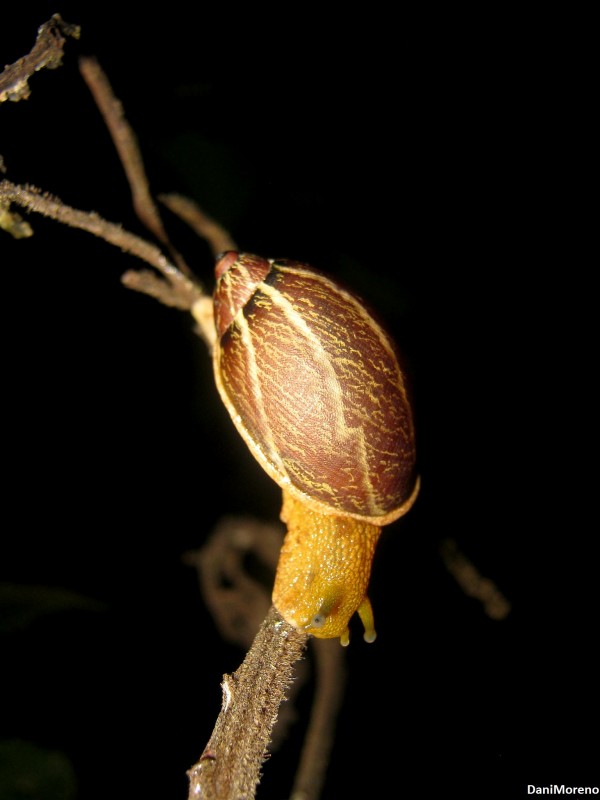 Caracol nmada