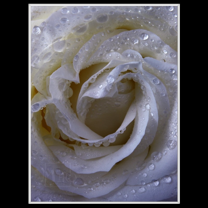 White Rose