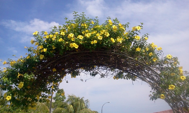 Arco de flores para ISABEL