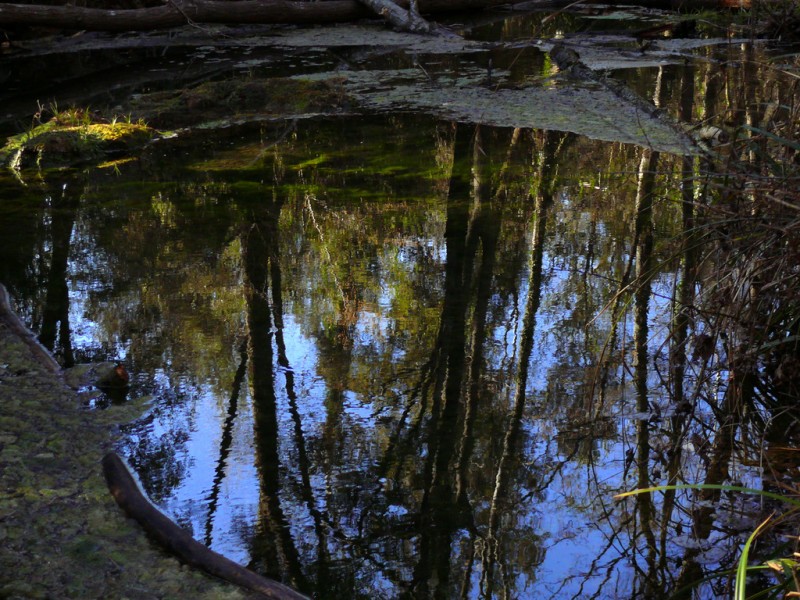 paisaje reflejo