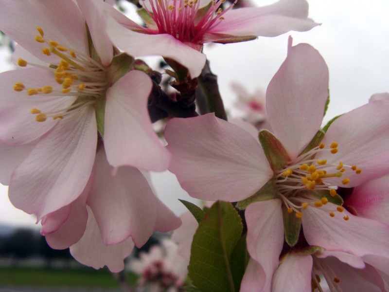 Flor del almendro