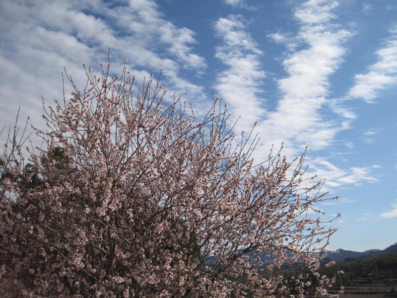 avance primavera