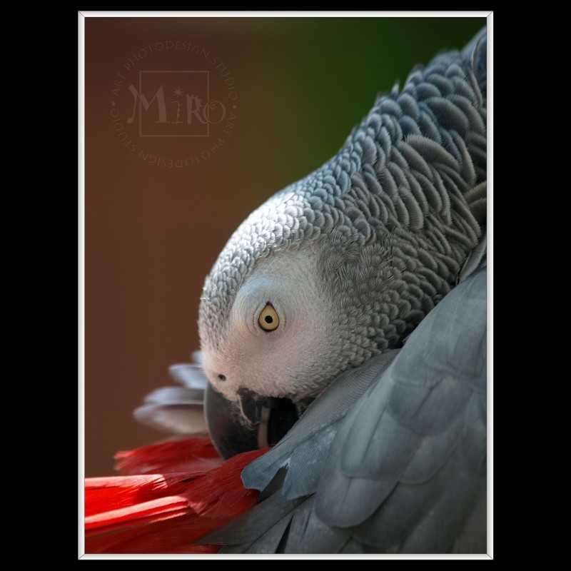 Congo African Grey Parrot