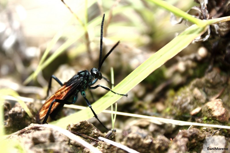 Cazadora de araas