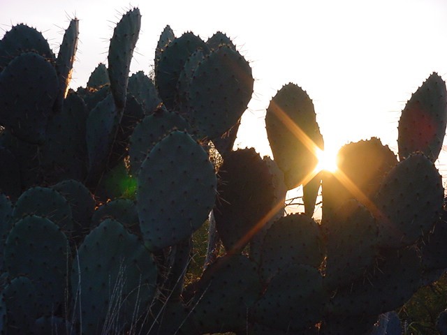 Opuntia