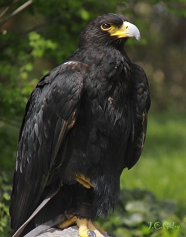 aguila de verreaux