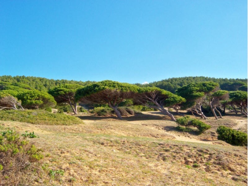 Pinos contra el viento