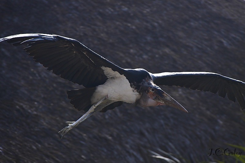 el vuelo de marabu