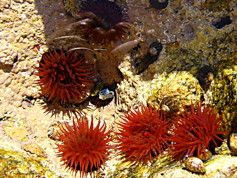 Anemonas 01