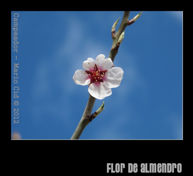 Flor de almendro