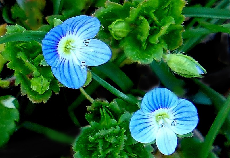 Flor es de primavera 2