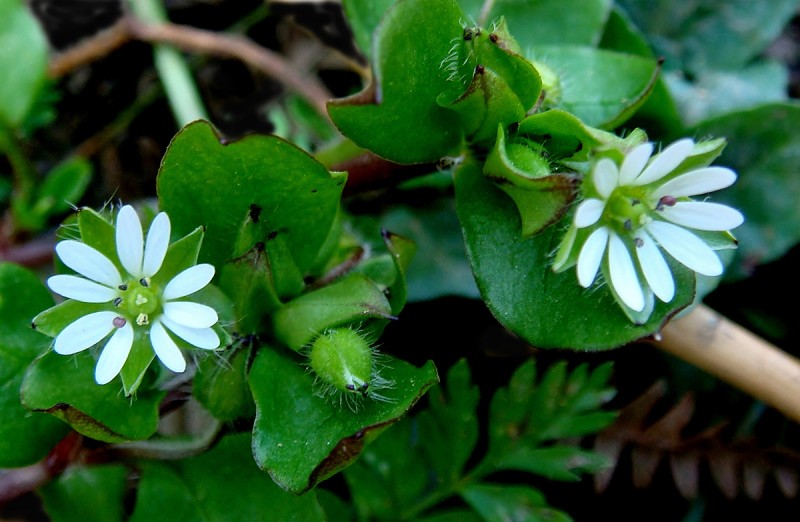 Flor es de primavera 3