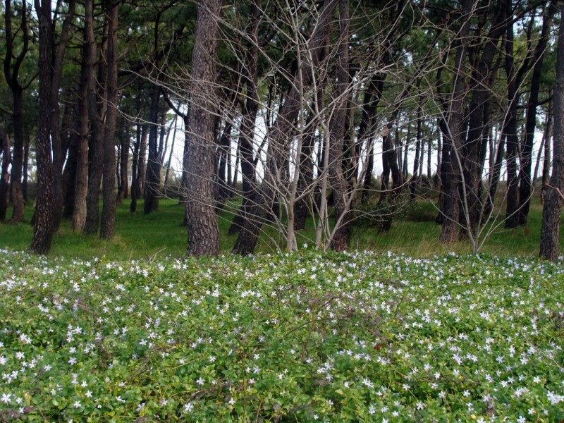 Bosque de primavera