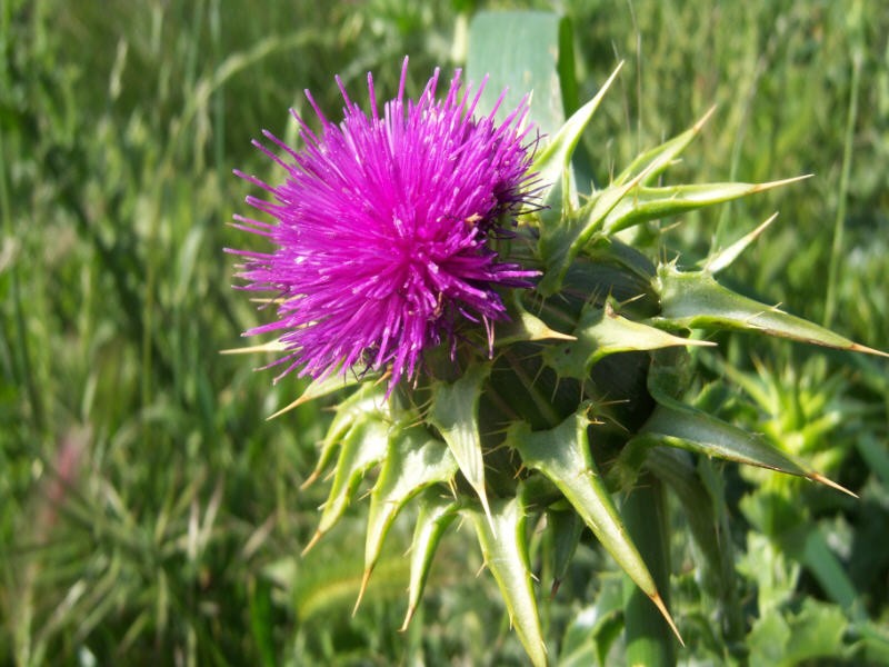 Floracin primaveral