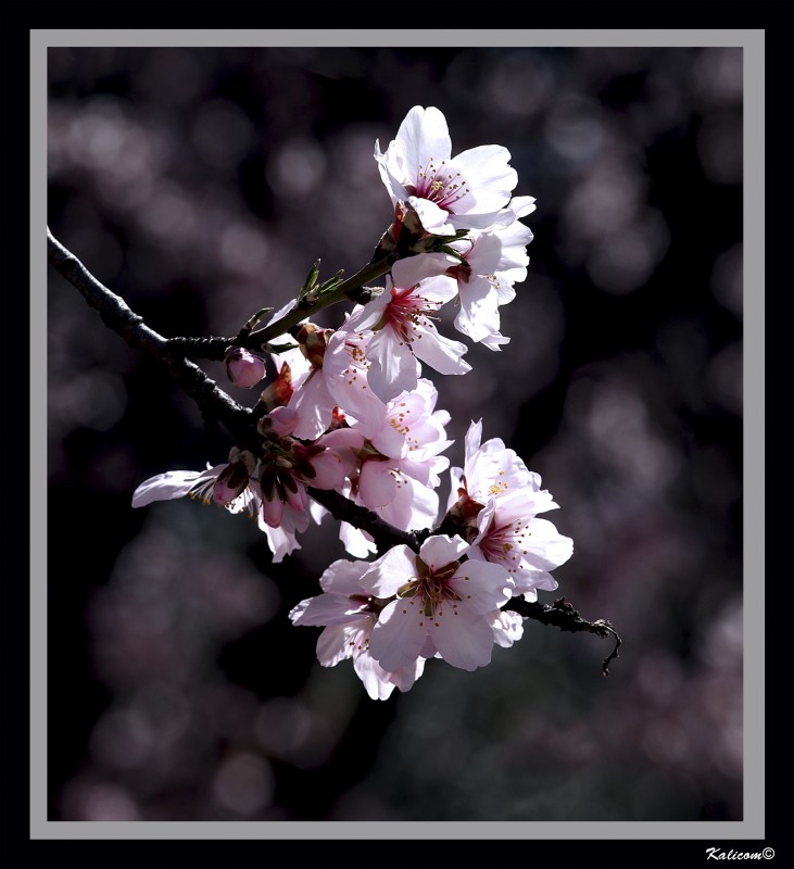 Flores tempranas